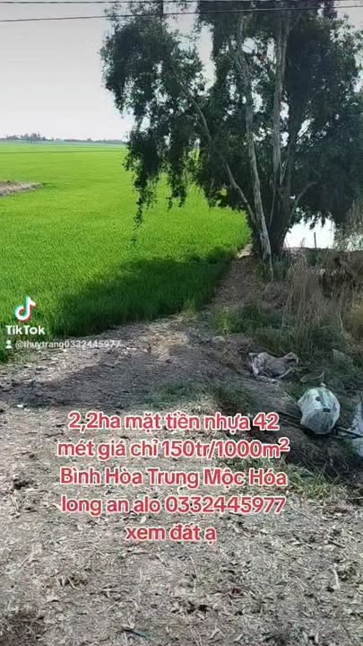 Đất vườn Bình Hòa Trung, Mộc Hóa 2.2ha giá 3.3 tỷ - Đầu tư dài hạn!