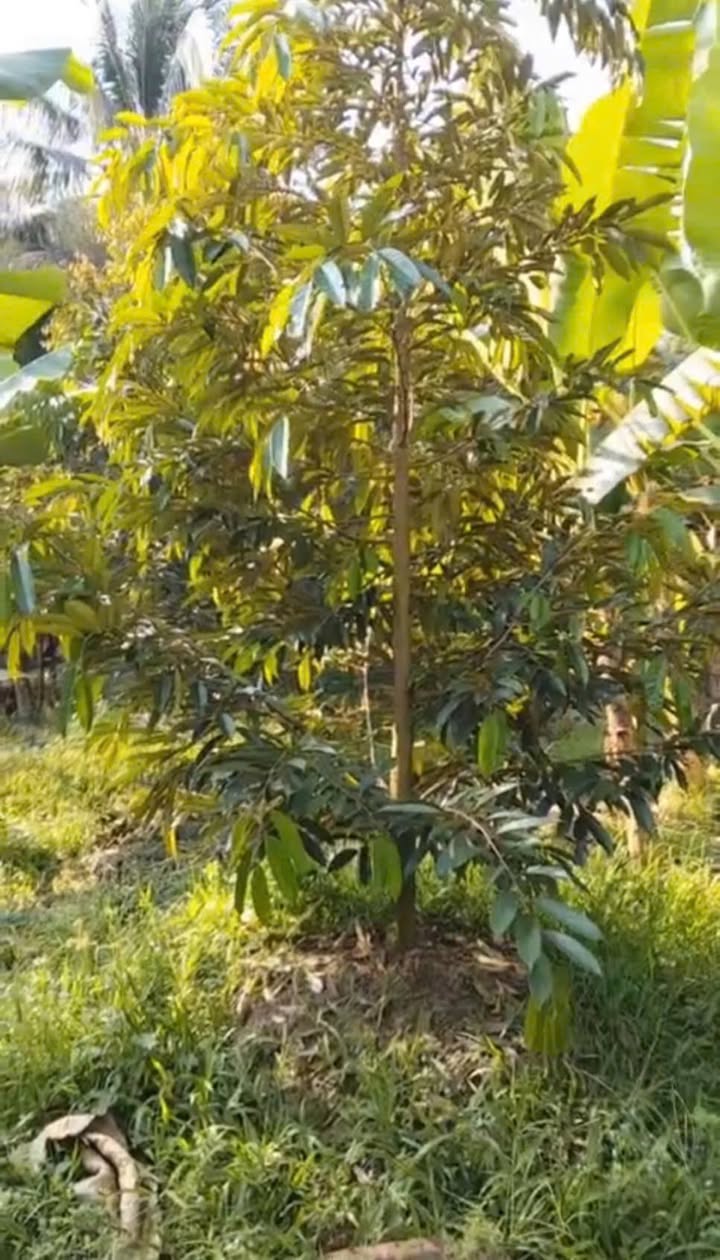 Đất Vườn Xã Phú An, Cai Lậy 2023m² Giá 1.5 Tỷ - Đầu Tư Dài Hạn!