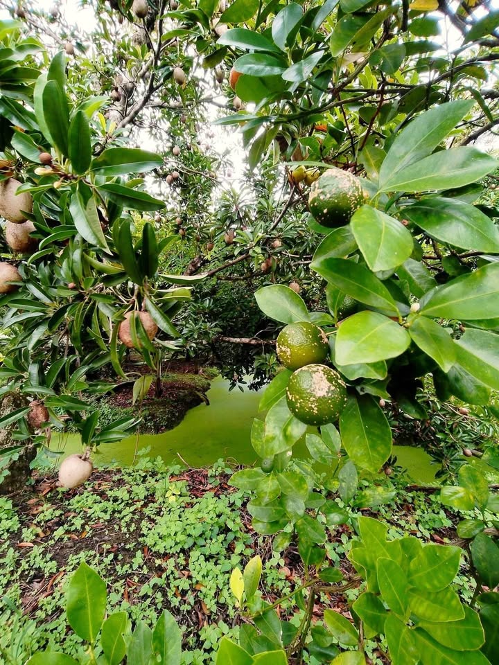 Bán Đất Vườn 2068m² Mặt Tiền Đường Đan 3m Xã Đông Hòa, Cai Lậy, Tiền Giang - Giá Tốt