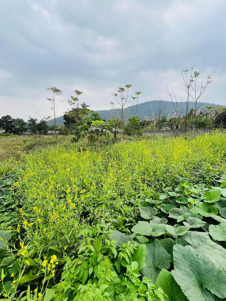 Đất nghỉ dưỡng 3000m² view đồi núi Phú Cát - Sổ đỏ thổ cư, ô tô vào tận nơi