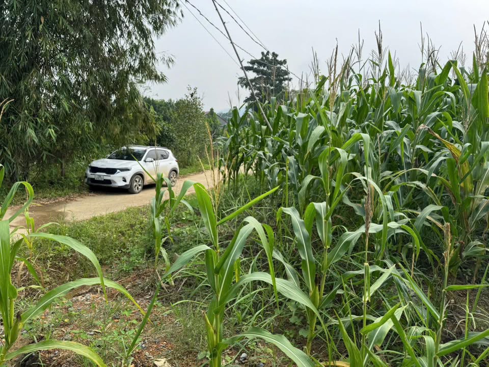 Đất nền Yên Lập, Phú Thọ 300m² - Tiềm năng tăng giá cực tốt!