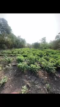 Bán đất vườn Bình Long 3600m² giá dưới 1 tỷ - Sổ đỏ chính chủ