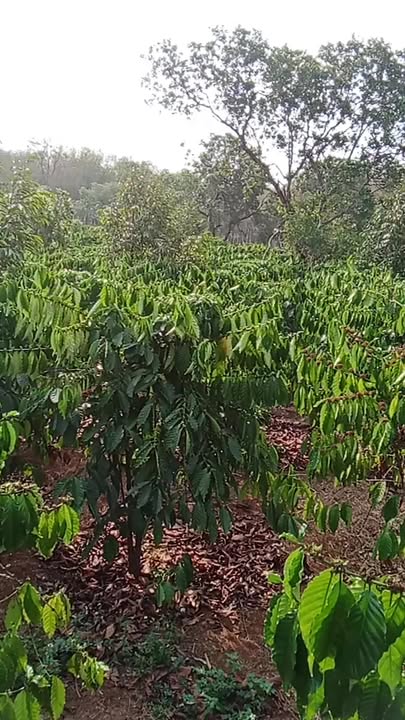 Đất Vườn Kiến Đức 3ha Giá 6.5 Tỷ - Nghỉ Dưỡng Lý Tưởng!