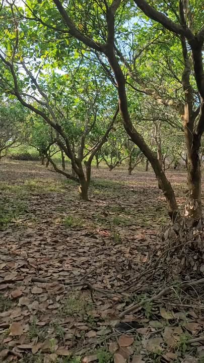 Bán Gấp Đất Vườn 3600m² Mặt Tiền DT757 Hớn Quản - Sổ Sẵn