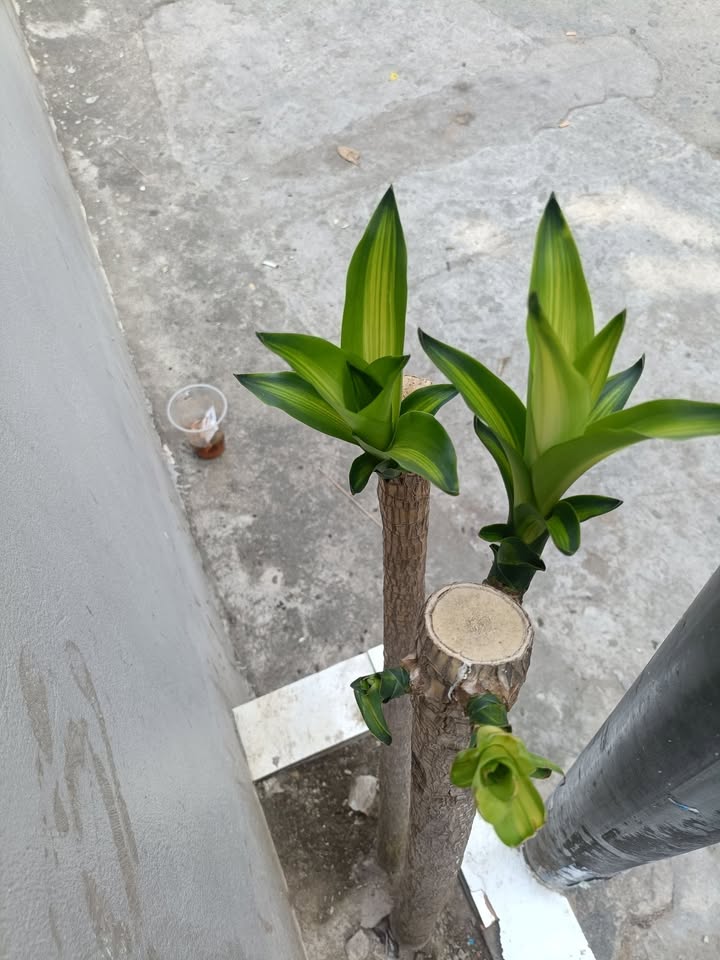 Nhà Mặt Tiền Nguyễn Thị Minh Khai, Quy Nhơn - 41m² Kinh Doanh Sầm Uất