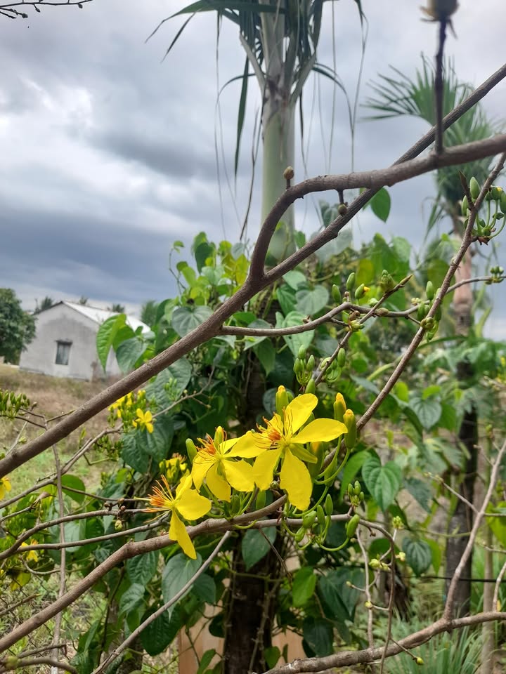 Đất nền Ninh Hòa 2200m² - Sổ đỏ chính chủ, mặt tiền DT5!