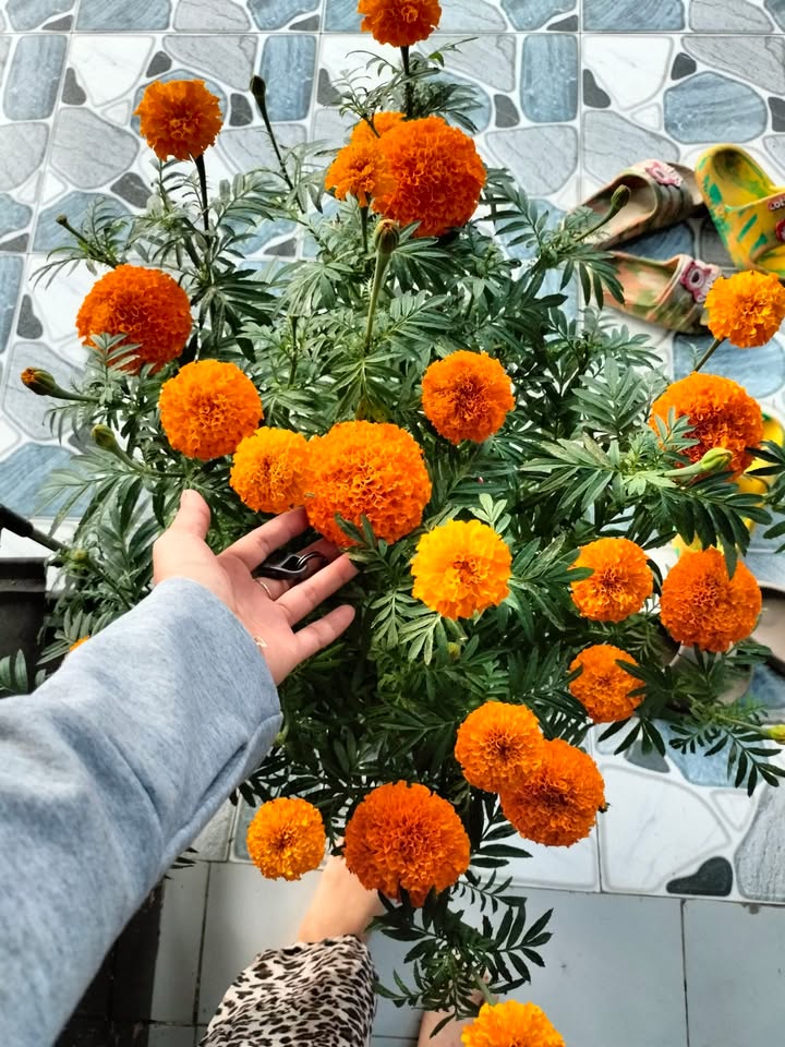 Đất nền Trần Đề 5400m² giá 9.09 tỷ - Pháp lý rõ ràng