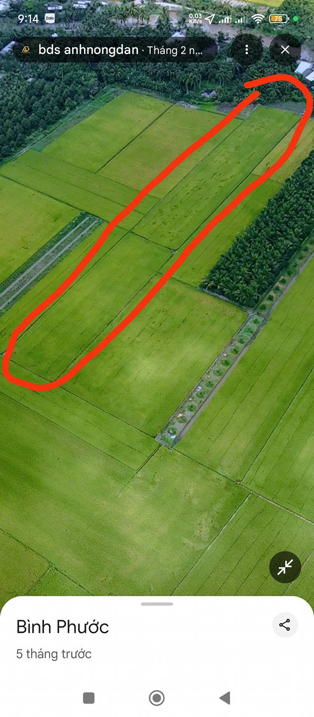 Bán Gấp Đất Vườn 7800m² Xã Bình Phước, Mang Thít - Sổ Đỏ, Giá 2 Tỷ