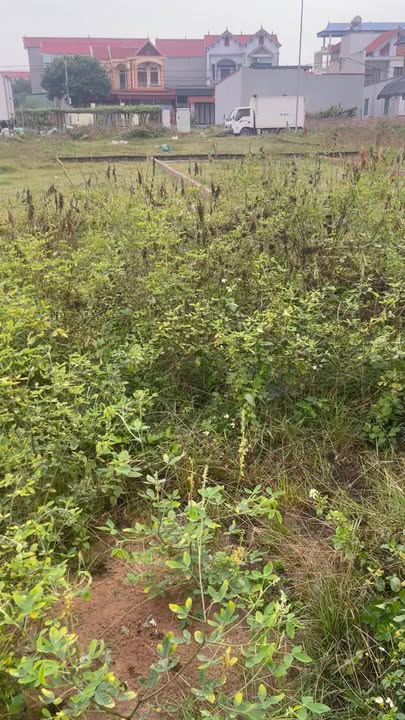 Đất Đấu Giá Hương Đình Sóc Sơn 118m² - Hạ Tầng Hoàn Thiện Sổ Đỏ Sẵn!