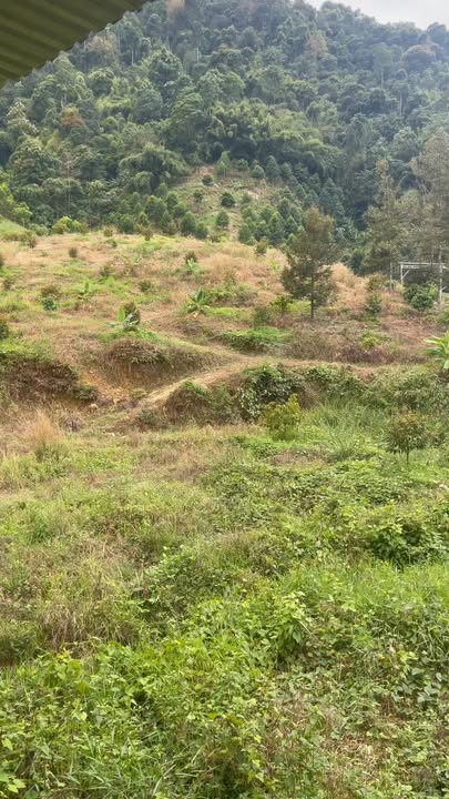 Bán Gấp Farm Sầu Riêng 1ha Xã Đạ Pal, Lâm Đồng - Sổ Đỏ Riêng