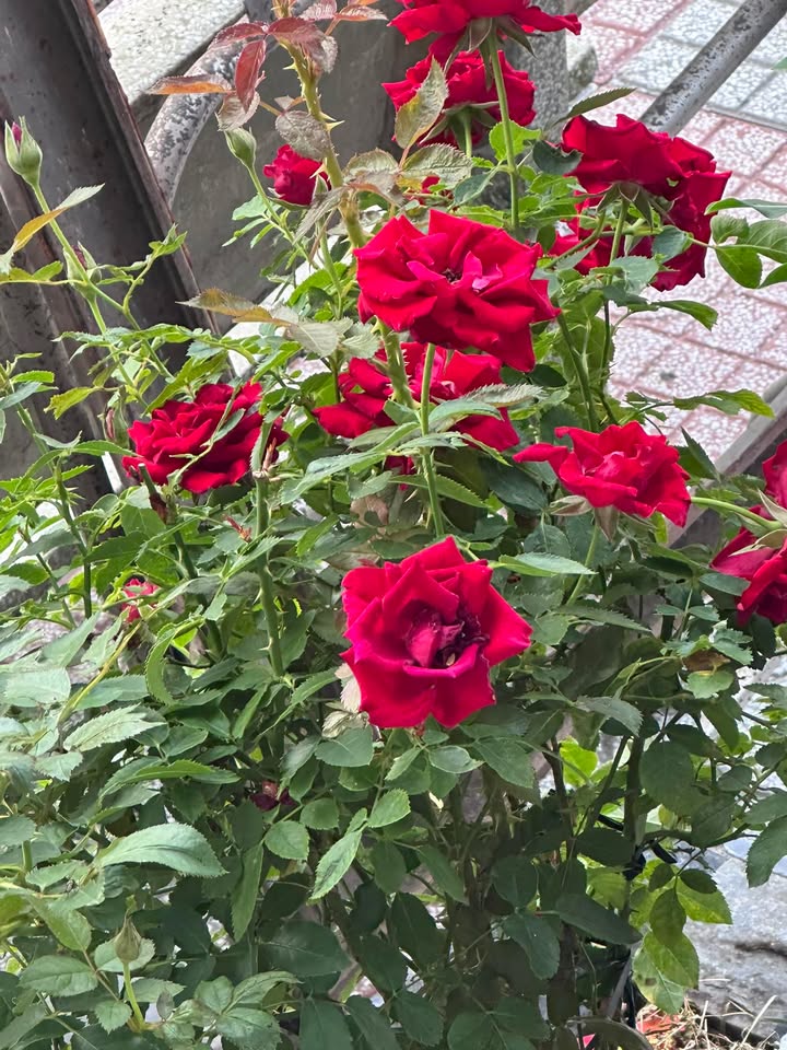 Mặt bằng kinh doanh Q12 48m² giá 5 triệu - Vị trí đắc địa, kinh doanh ngay!