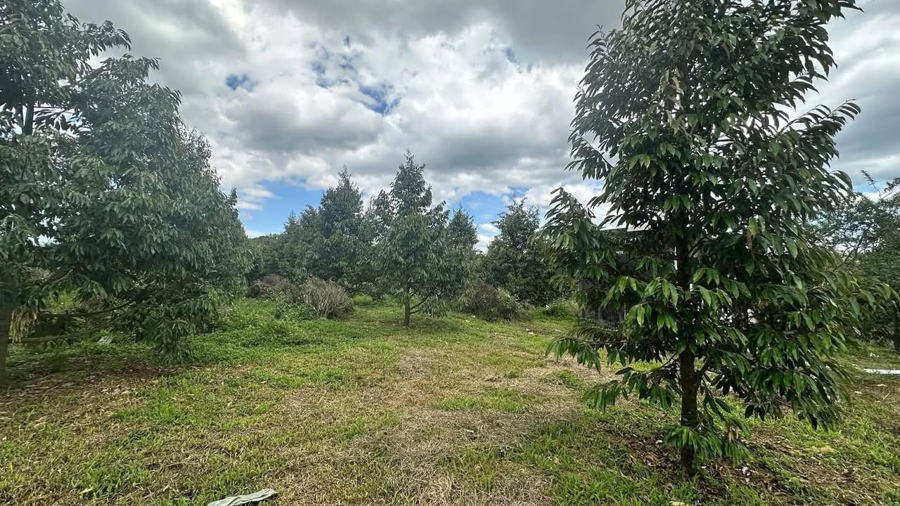 Vườn sầu riêng Bảo Lộc 1000m² - Giá đầu tư tốt, pháp lý rõ ràng!