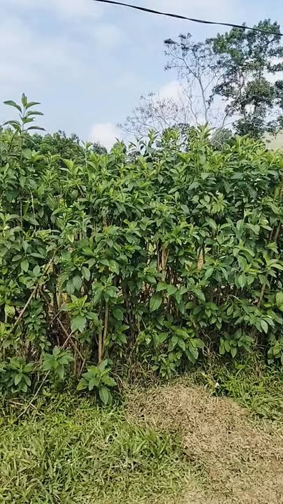 Đất nền Sơn Kim 2, Hương Sơn 800m² giá từ 500 triệu - Tiềm năng tăng giá!