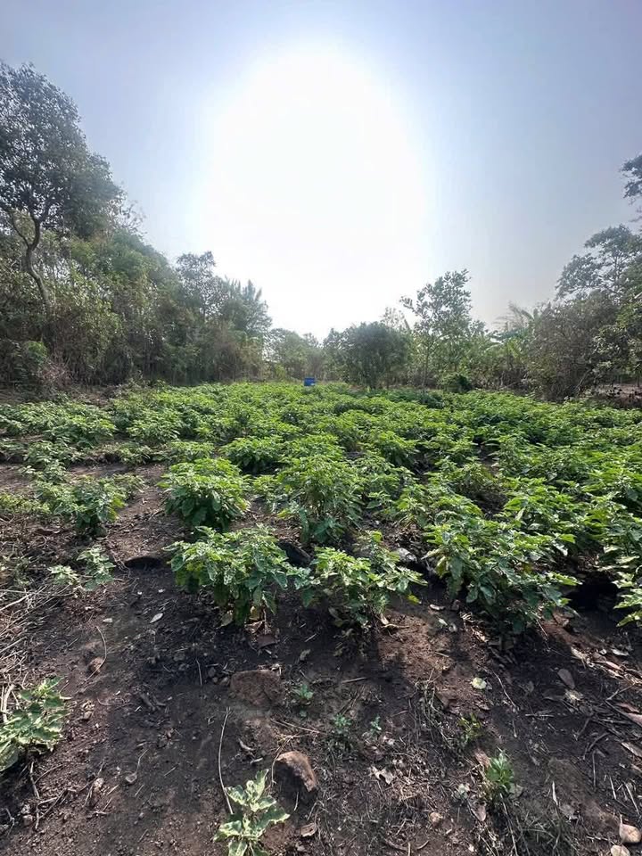 Bán đất 3600m² mặt đường bê tông, Bình Phước - Giá dưới 1 tỷ