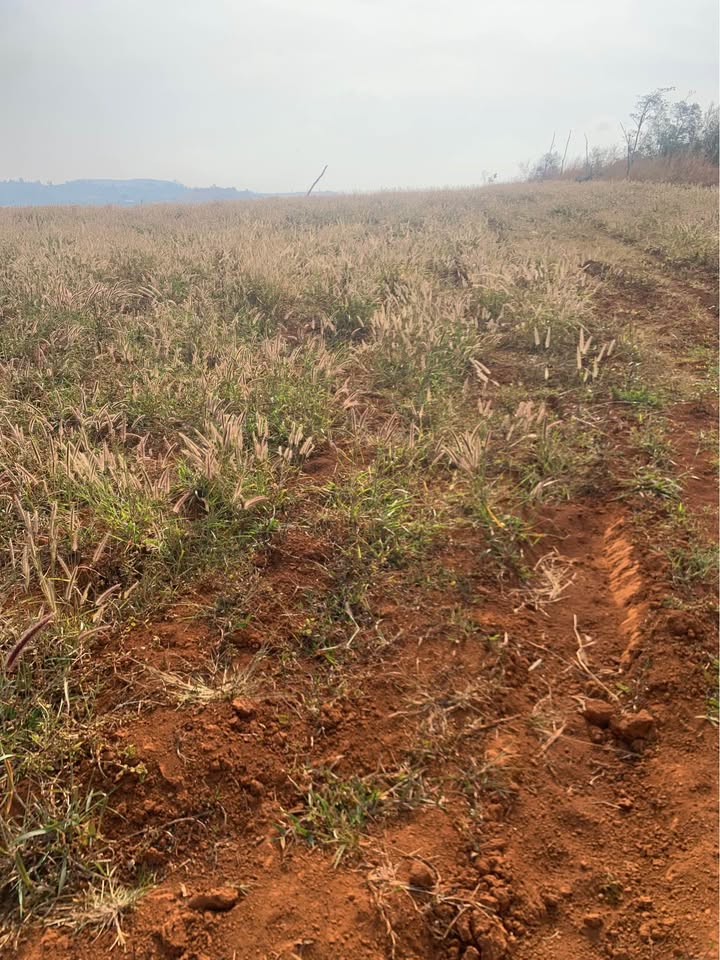 Đất nền 3ha Xã Quảng Trực, Tuy Đức - Sổ đỏ chính chủ