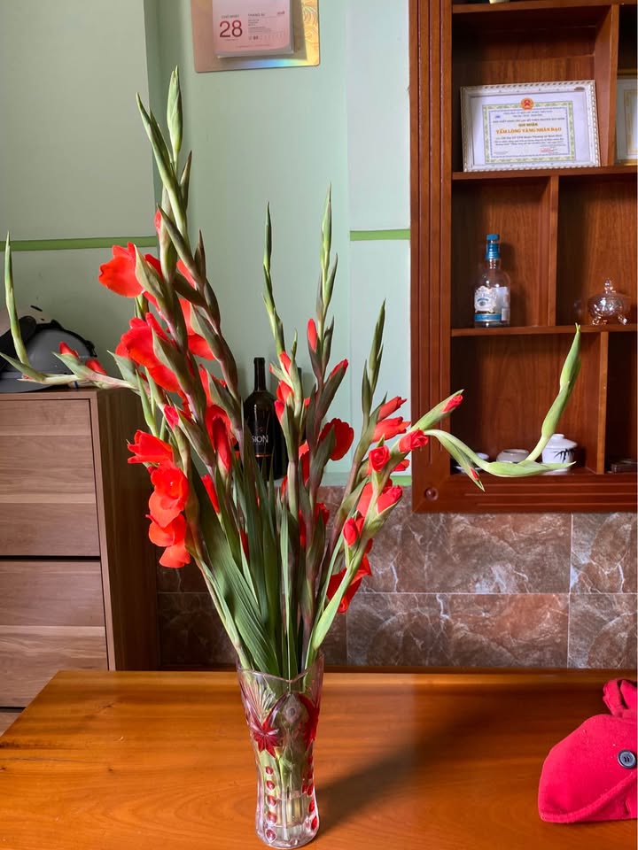 Nhà phố Phan Bội Châu Quy Nhơn 480m² - Mặt tiền kinh doanh lý tưởng!