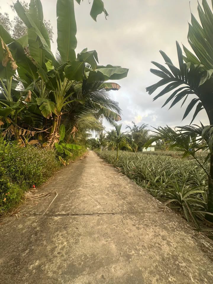 Đất nền Xã Hoả Lựu Vị Thanh 297m² - Sổ hồng chính chủ!