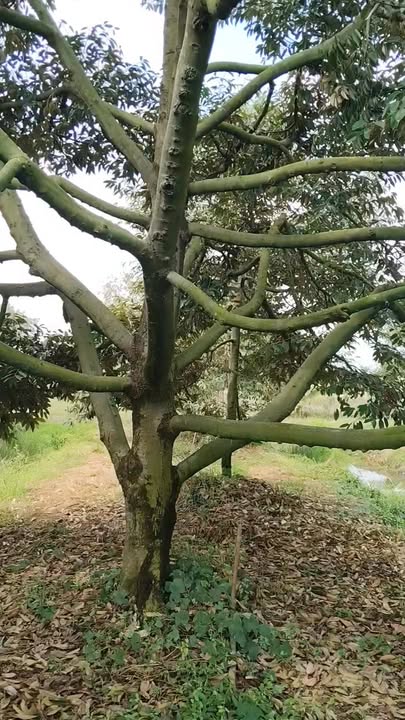 Bán Gấp Đất Vườn Sầu Riêng 1.5ha Mặt Tiền Đường Nhựa - Giá Tốt Quận 4