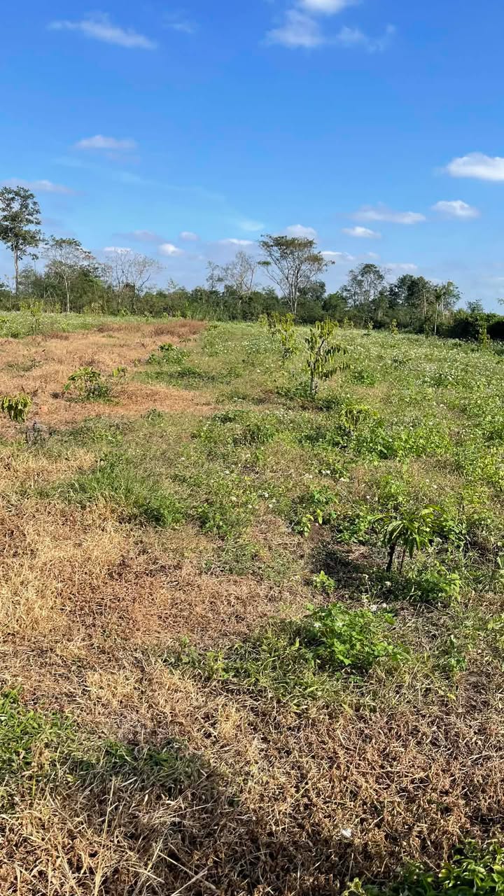 Đất vườn Krông Pắc 1800m² giá 1.475 tỷ - Nghỉ dưỡng lý tưởng!