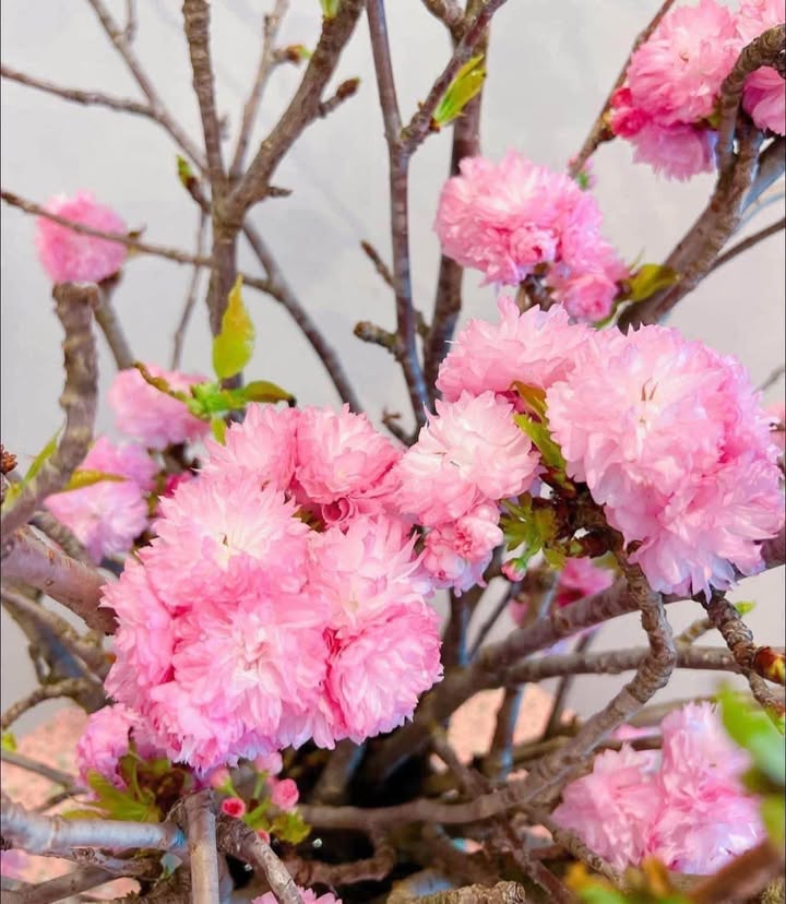 Nhà Phố Tô Hiệu, Lê Chân 100m² - Mặt tiền kinh doanh đắc địa!