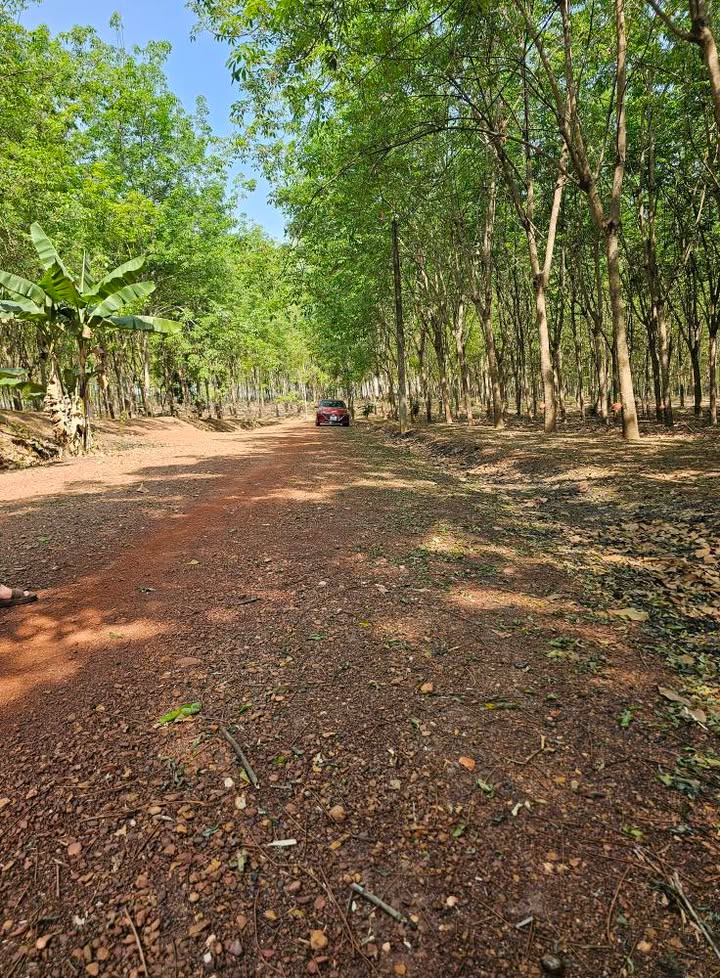 Đất Farm Tiến Hưng 1.9ha giá 6.65 tỷ - Đầu tư dài hạn!