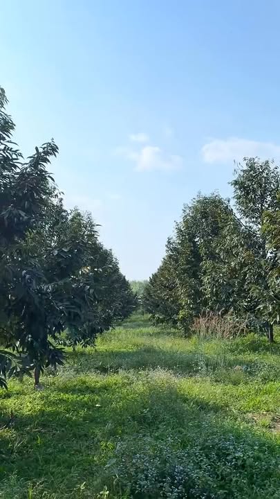 Bán Gấp Đất Vườn Đạ Tẻh 20.498m² - 300 Cây Sầu Riêng Riêng