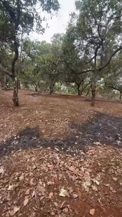 Đất nền Thọ Sơn, Bù Đăng 3.3ha - Sổ đỏ chính chủ, ô tô tới rẫy!