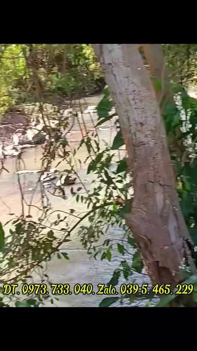 Bán đất 2ha Xã Ia Púch, Gia Lai - Thổ cư, Sẵn sàng canh tác