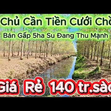 Đất Vườn Cao Su Bù Đốp 5ha - Mặt Tiền Nhựa, Thu Nhập Ổn Định, 19.4 Tỷ