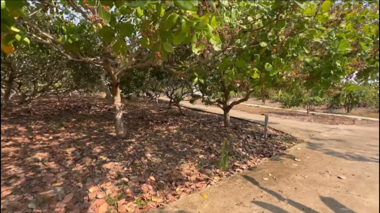 Đất nền Thanh Hoà Bù Đốp 360m² giá 155 triệu - Sổ hồng sẵn!