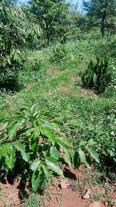 Đất vườn Ea Tân Krông Năng 8.200m² giá 4.1 tỷ - Đầu tư sinh lời!