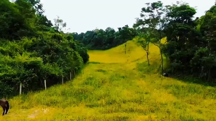 Farm Phường Mộc Lỵ 8ha phù hợp homestay - Sinh thái xanh