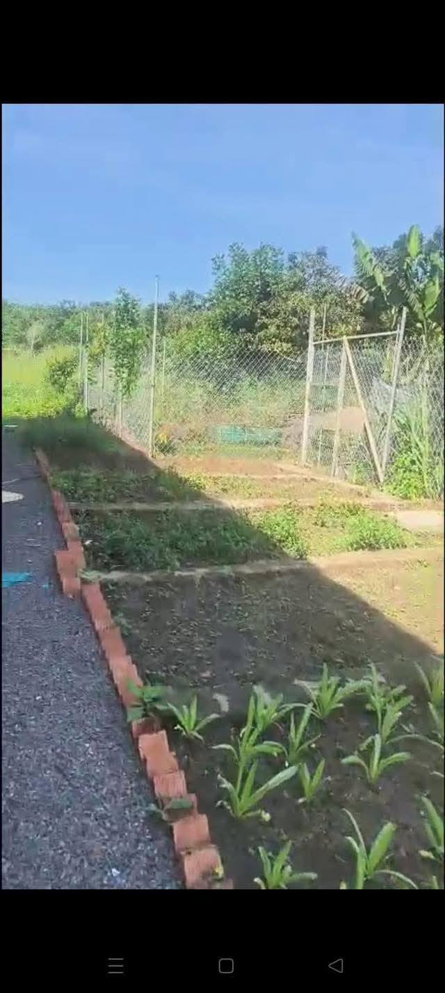 Bán Đất Lộc Thành, Bảo Lâm 504m² - Sổ Đỏ Sẵn, Giá 1.5 Tỷ