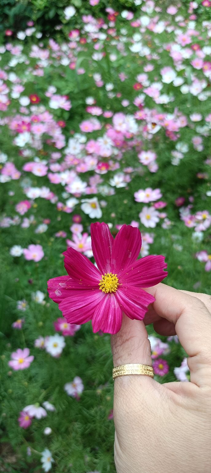 Đất Tân Lạc Bảo Lộc 936m² - Sổ Đỏ Chính Chủ Giá Tốt!