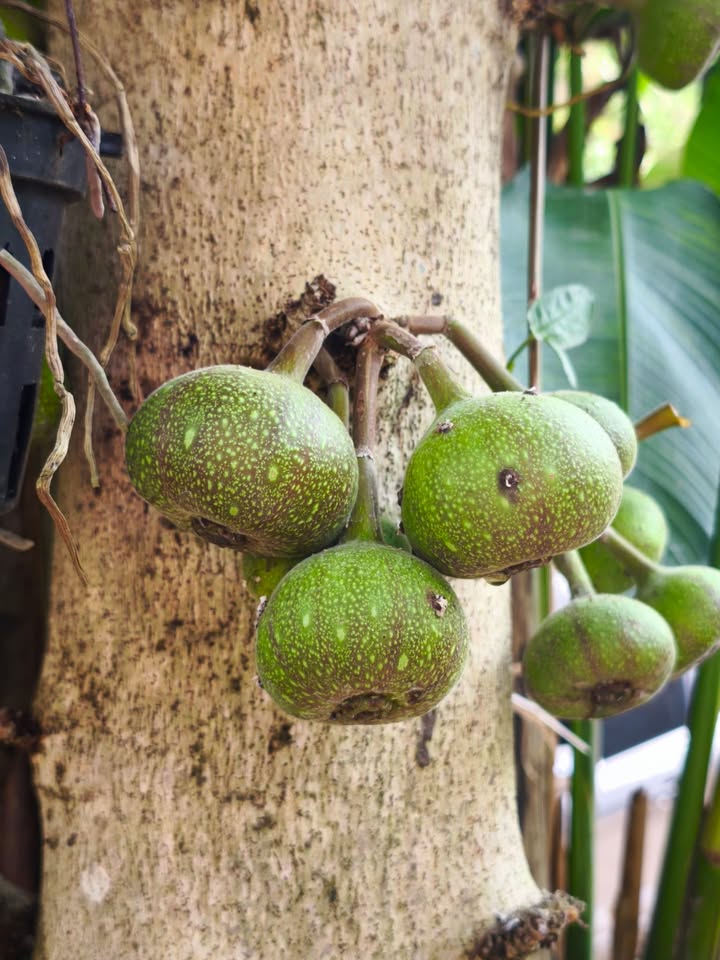 Bán nhà đất La Châu Hòa Tiến 129m² giá 9xx triệu - Vị trí đẹp hiếm có