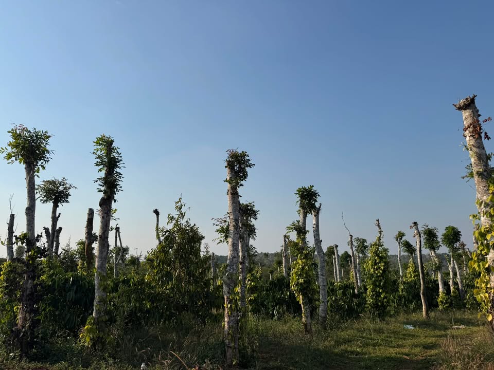 Đất Đắk Nông 6900m² - Sổ Đỏ Chính Chủ, Ô Tô Tận Nơi