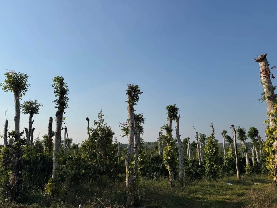 Đất nền Đắk Lao 6300m² - Đường to ô tô, sổ đỏ sẵn sàng!