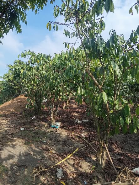 Đất Nông Nghiệp Bảo Lâm 2880m² - Tiềm năng tăng giá!