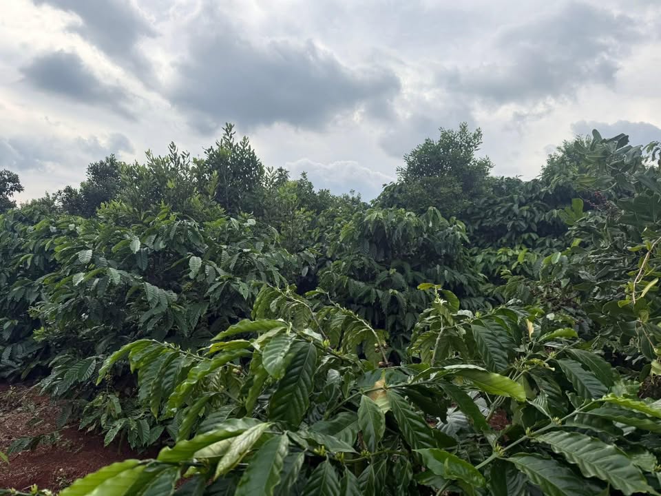 Đất vườn Krông Năng 2880m² giá 1 tỷ - Thu hoạch cà phê rộ!