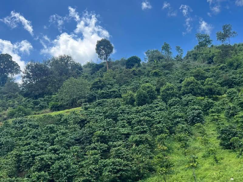 Farm Liêng Srônh 10.000m² 899 triệu - Sinh thái xanh