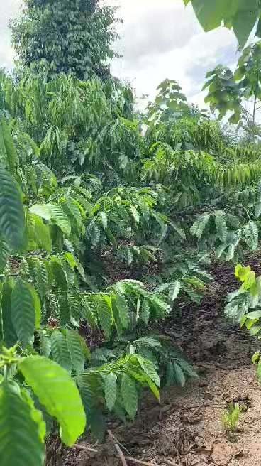 Đất vườn Đắk Mâm Krông Nô 4000m² giá 1.2 tỷ - Tiềm năng tăng giá