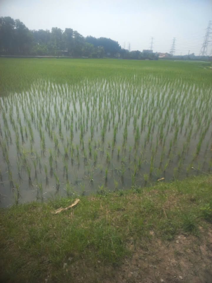 Đất Vườn 7488m² Thụy Lâm, Đông Anh - Sẵn Sàng Đầu Tư Sinh Lời