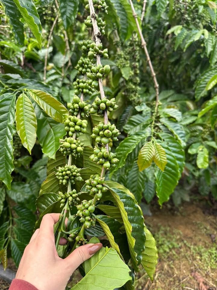 Bán Đất Cà Phê 1080m² Thôn 1 Liêng Srônh, Đam Rông - Giá Thỏa Thuận