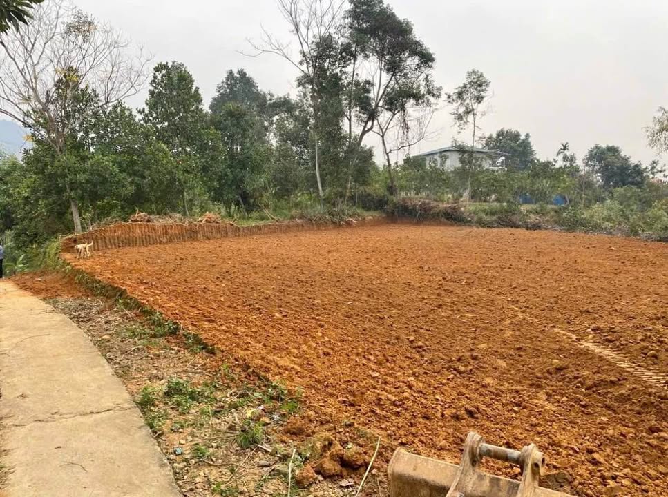 Đất Thái Niên Bảo Thắng 1040m² - Sổ đỏ chính chủ, đường ô tô tận cửa!