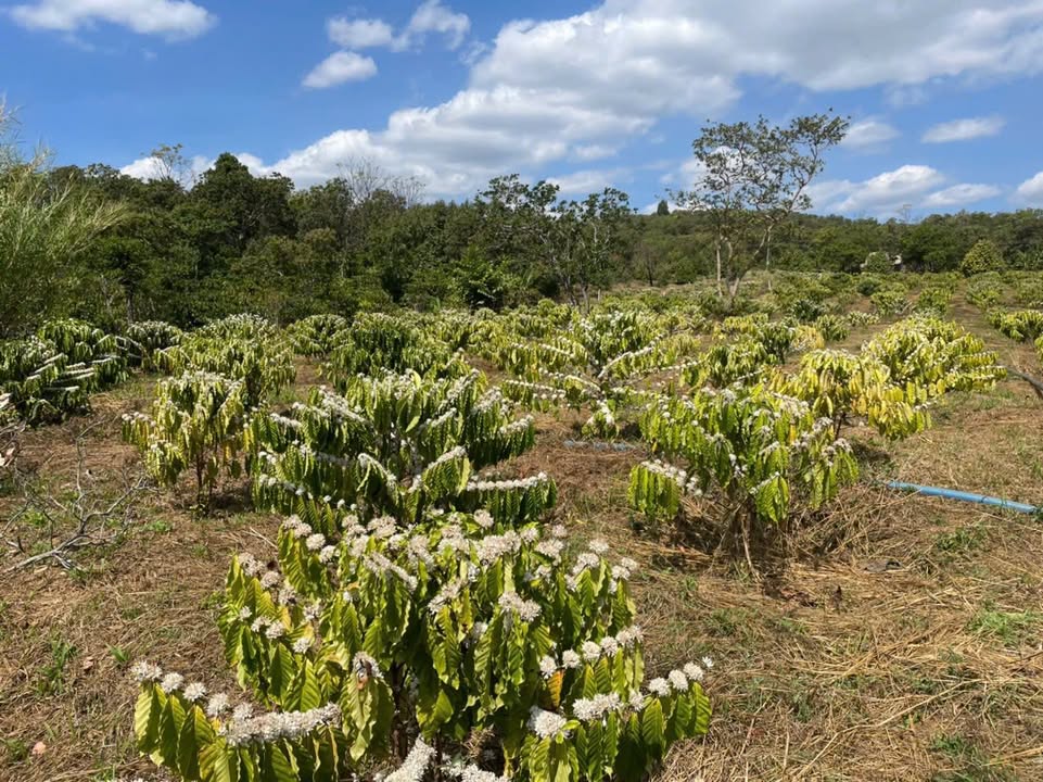 Cho thuê 3ha vườn cà phê Quảng Tín, Đắk R'Lấp giá 170 triệu - Đầu tư sinh lời!