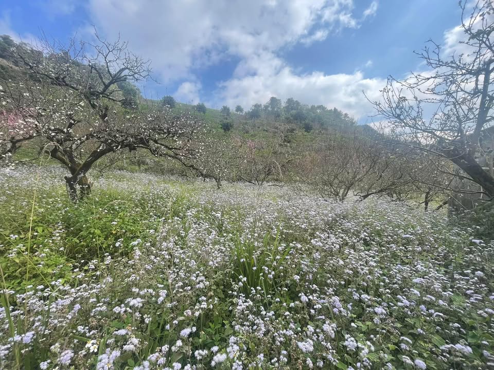 Đất nền 133m² T.P Nà Pò, Mai Sơn, Sơn La - Sổ hồng thổ cư, giá 1.x tỷ