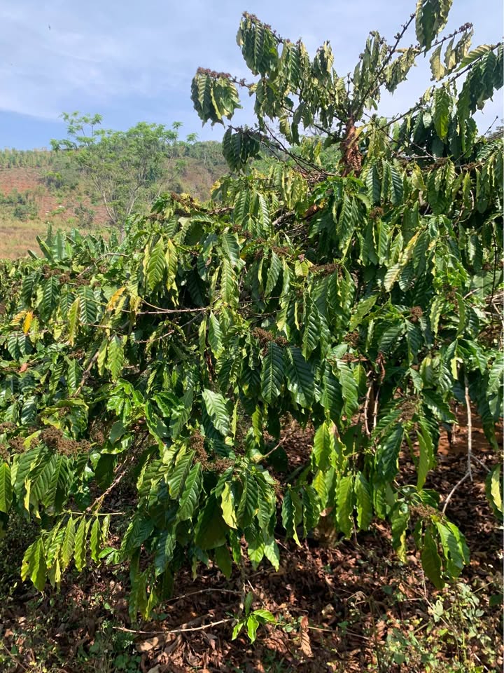 Đất Nền Quảng Tâm, Tuy Đức 2ha - Tiềm Năng Tăng Giá Vượt Trội!