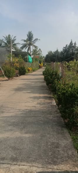 Bán Gấp Đất Vườn 4000m² Huyện Cai Lậy, Tiền Giang - Giá 6.5 Tỷ