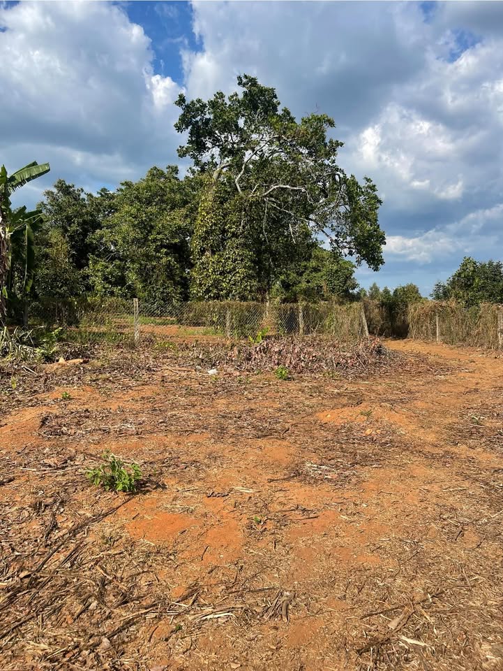 Bán Gấp Đất Vàng 13.000m² Xuân Lộc, Đồng Nai - Sổ Đỏ Riêng