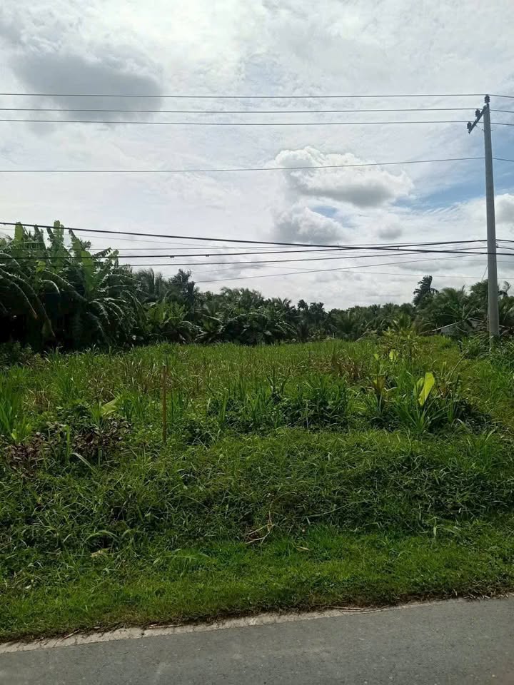 Bán Gấp 2 Nền Đất Mặt Tiền QL60, Càng Long, Trà Vinh - Kinh Doanh/Đầu Tư Sinh Lời